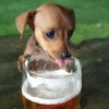 Itassunk sört a kutyával?