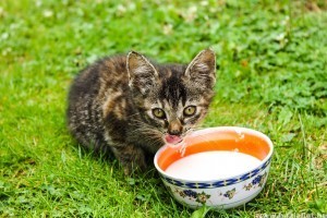 Szereti a macska a tejet?