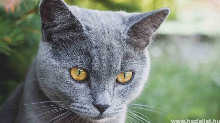 A brit rövidszőrű macska helyes táplálása: hogyan etessük?