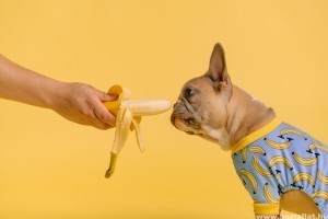 Milyen zöldségeket, gyümölcsöket ehet a kutya?