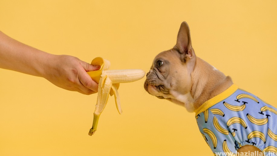 Milyen zöldségeket, gyümölcsöket ehet a kutya? Ezeket add neki!