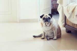 Bizonyított: az elhízott kutyák rövidebb életűek