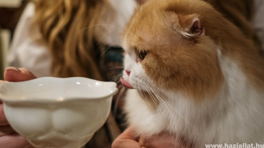 Mivel etessük a cicánkat, és mivel ne?