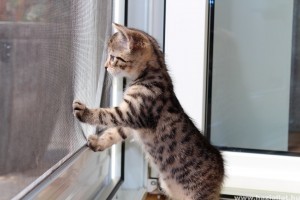Kiscicából felnőtt macska: mikor kell áttérni a felnőtt tápra, és mire kell figyelni? (x)