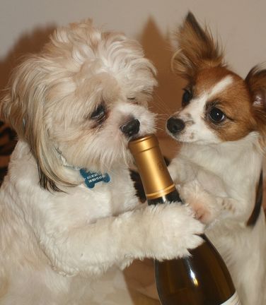 kutya, pezsgő