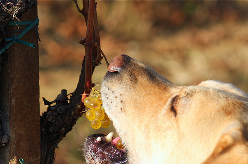 kutya és a szőlő, kutya szőlőt eszik