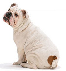 Kövér bulldog