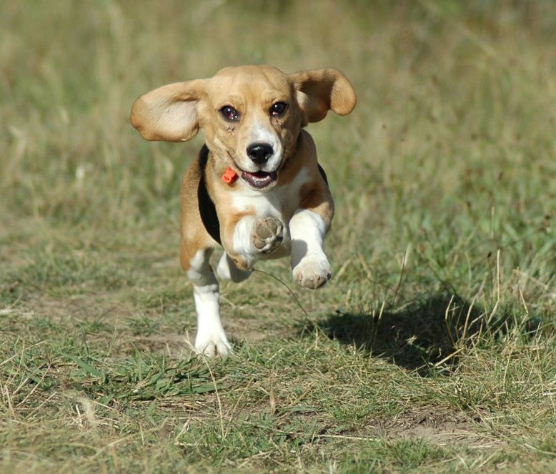 Beagle kölyök fut