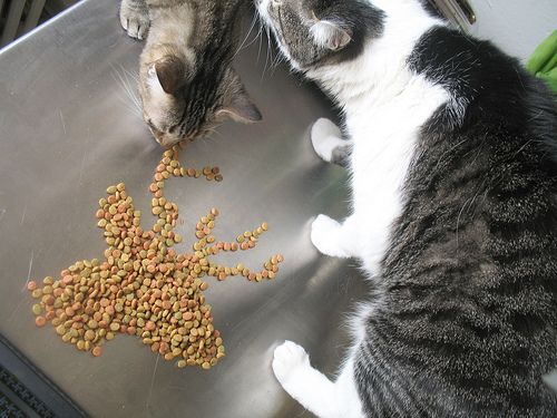 macskak-esznek