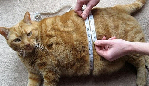 Speciális diétás macskatápok túlsúlyra és elhízottságra a zooplus-on