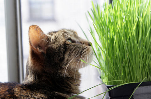macska, fű, legel
