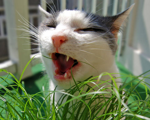 cica, macska, fű, legel