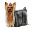 Mit érdemes tudni a Royal Canin-ról