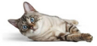 Mit érdemes tudni a Royal Canin-ról