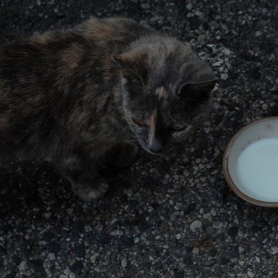 Macska a tejestál mellett