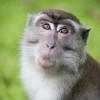 Percenként tizenkét szó legépelésére voltak képesek majmok pusztán a gondolataikkal