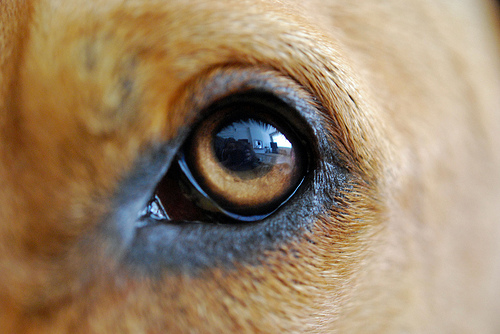 kutya szeme