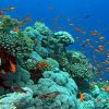 A Nagy-korallzátony titkai