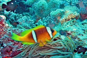 A Nagy-korallzátony titkai