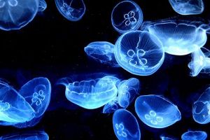 Gyilkos kocsonya: medúza az akváriumban