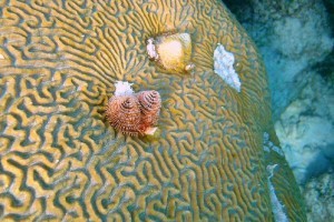 Korallszirtes akvárium világítása