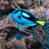Tengeri akvárium: belevaló halfajok - top 5