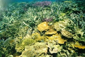 Tengeri akvarisztika: korall
