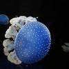 Káprázatos medúzák a Fővárosi Állat- és Növénykertben