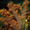 A korallok rejthetik a fényvédő tabletta titkát