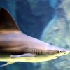 Életmentő műtétét hajtottak végre a Nyíregyházi Állatpark cápáján