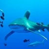 Százmillió cápát ölnek meg évente