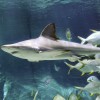 Két új cápával bővült a Tropicárium