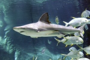 Két új cápával bővült a Tropicárium