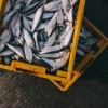 A tengerek túlhalászatára keresnek megoldást magyar kutatók