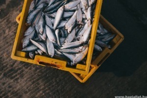 A tengerek túlhalászatára keresnek megoldást magyar kutatók