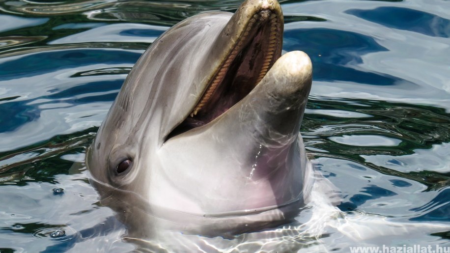 Olajszennyezés miatt pusztultak el a delfinek Mauritius partjainál