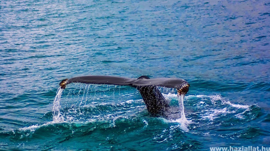 Európa legnagyobb hadgyakorlata veszélyezteti a bálnákat