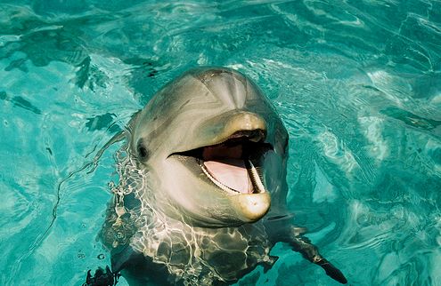 kacago-delfin