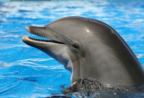 delfin-kep
