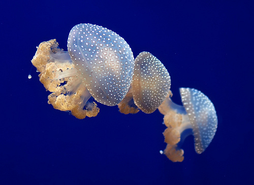 pettyes-meduza