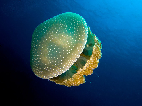 pottyos-meduza