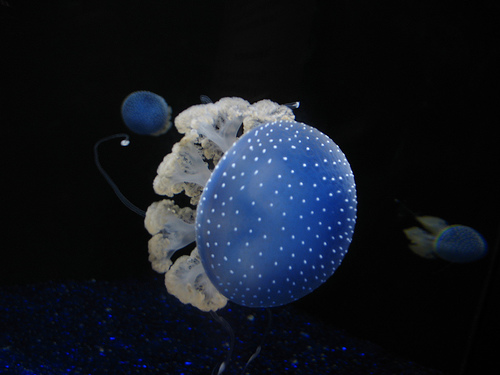 Medúza tenger