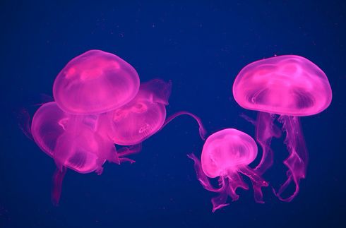 medúza, akvárium, medúzacsípés