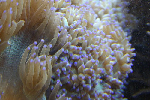 fluoreszkalo-korallok
