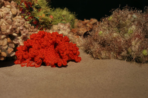 piros-korall