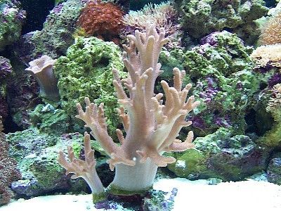 Alcyonium