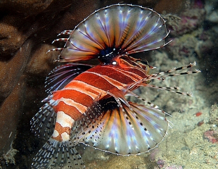 Pterois-antennata