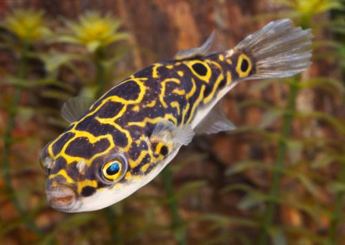 Palembang gömbhal (T. biocellatus)