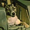 Kutya az űrben - Lajka igaz története
