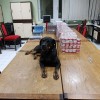 Kóbor kutyából lett a Nemzeti Adó- és Vámhivatal munkatársa